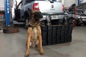 Curso de Especialização em Operações com cães está com inscrições abertas em MS