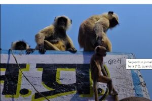 Macacos sequestram bebê na Índia; criança morreu