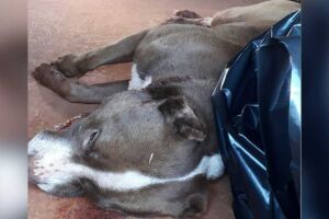 Pitbull é morto com dois tiros após matar gato e atacar famílias em Corumbá 