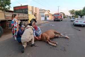 Animal foi socorrido por equipes do Corpo de Bombeiros