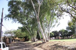Árvores apresentam riscos para moradores da região