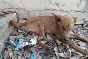 Cadelas estavam definhando em casa abandonada 