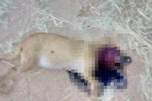 Leiturista de luz mata cachorro a pauladas em Bonito