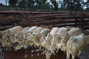 Fazendeiro é preso com 25 cabeças de gado furtadas em MS