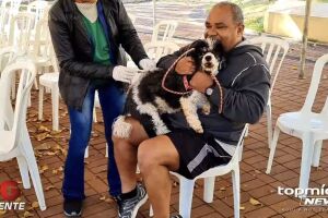 Cachorros estão sendo vacinados na praça