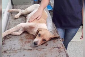 Cadelinha doente encontrada por vendedor morre antes de fazer cirurgia em Campo Grande