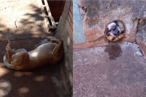 Cachorrinho ficou preso no buraco do muro