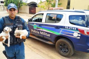 Policiais resgatam cachorros 'enforcados' em Água Clara (vídeo)
