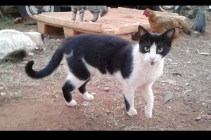 Gatos adultos para adoção