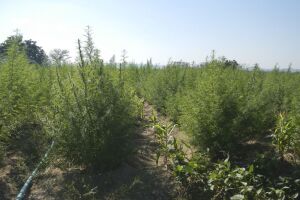 Candidatos disseram o que pensam a respeito da maconha medicinal