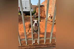 Pitbull que se alimentava de cachorro morto é resgatado em residência no Jardim Aquarius

