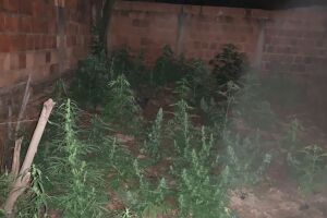 Polícia prende casal que cultivava 52 mudas de maconha em quintal de casa em Dourados
