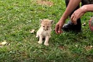 Filhote de onça se perdeu em fazenda de Rio Verde 