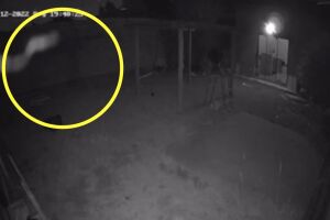 Cobra foi vista pelas câmeras de segurança