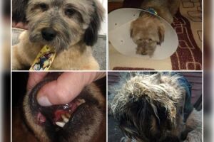 Cães que precisam de ajuda e doações