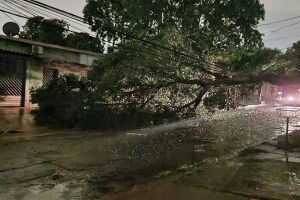 Árvore ficou caída sobre a rua após o temporal
