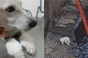 animal foi encontrado com as duas da frente quebrada 