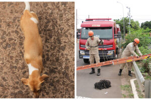 Cachorro caiu em córrego