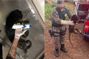 Ferimentos podem ter vindo de pessoas que se assustaram com o animal