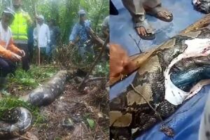 Mulher desaparece e é encontrada morta dentro de cobra de quase 7 metros