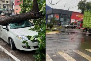 Em Corumbá, tempestade provocou queda de árvore e em Ponta Porã, caminhoneiro derrubou poste em meio a chuva