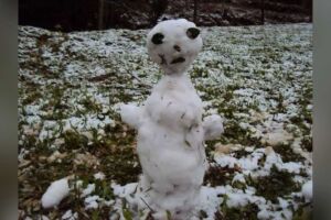 Olaf de MS vira meme na internet