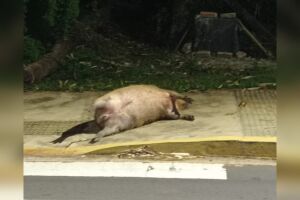 Pessoas passaram e viram corpo de animal jogado na calçada