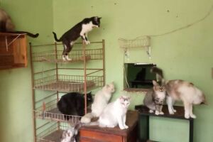 Alguns dos gatos de Marluce e Lucineide