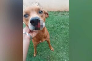 Scooby esfaqueado pelo vizinho
