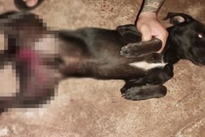 Donos seguiram os rastros de sangue deixados pelo bichinho e encontraram abusador