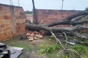 Temporal derruba árvores e deixa casas destelhadas em Bonito 