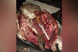 Pai e filho são presos após furtarem e abaterem gado em fazenda de MS
