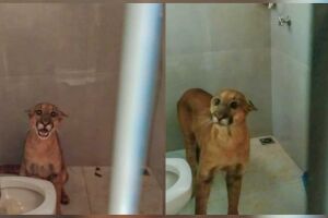 Onça foi sedada e devolvida à natureza