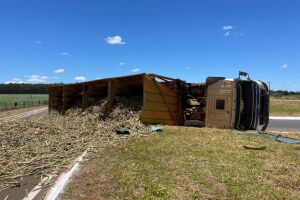 Carreta carregada com cana-de-açúcar tomba em rotatória da MS-473