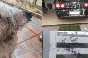 Até cachorro foi vandalizado 