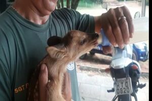Filhote estava desidratado e faminto 