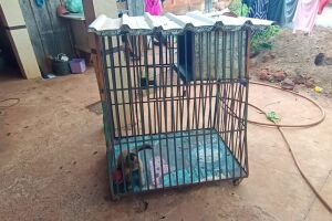 Macaco-prego estava com o homem desde quando era um filhote