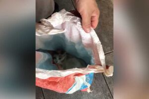 Gatinho foi encontrado vivo