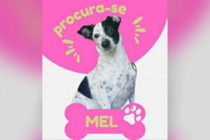 Você viu a Mel: família procura por cadela de estimação que desapareceu na Vila Cohab