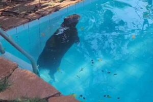 Capivara é resgatada após invadir piscina de residência em Campo Grande