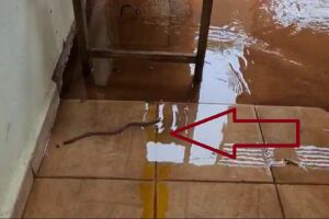 Cobra entra junto com a água em residência 