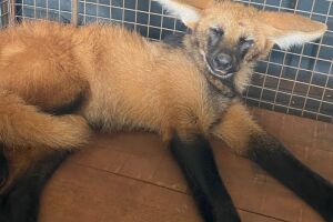 Animal foi encaminhado ao CRAS de Campo Grande