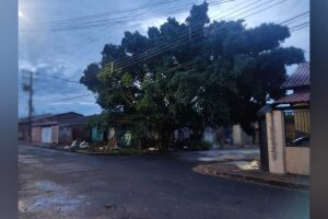Árvore em frente à casa abandonada causa transtornos a moradores do Bonança