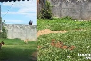 PM teve de conter ataque de cachorros