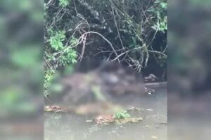 Pescadores encontram corpo boiando no rio Barigui