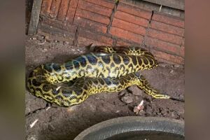 Idosa encontra sucuri de três metros comendo galinha no quintal de casa em Miranda