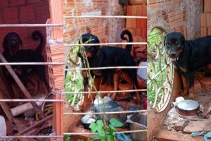 Cachorro foi salvo pelos policiais