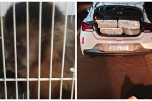 Macaco foi resgatado e maconha apreendida