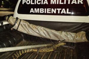 Jacaré foi resgatado pela PMA