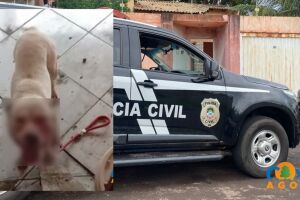 Cães agressores e vítima foram levados ao veterinário 